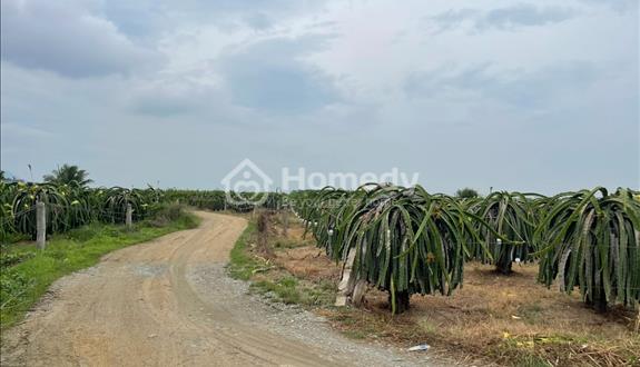 Bán 2 ha Tân Hải, thị xã LaGi tặng vườn thanh long giá rẻ 300tr/ sào - Ảnh 1