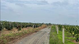 Bán 2 ha Tân Hải, thị xã LaGi tặng vườn thanh long giá rẻ 300tr/ sào - Ảnh 5