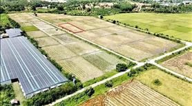 Đất ruộng xã Suối Cát, Cam Lâm Khánh Hoà cách nút giao cao tốc 1 km - Ảnh 2
