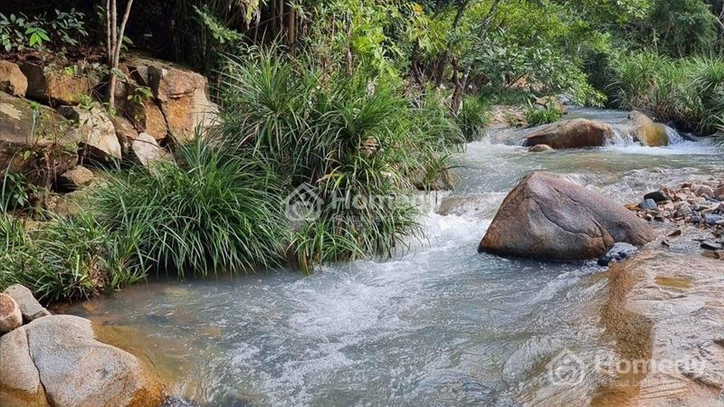Cần bán rẩy xoài có suối, nằm trên hồ chà rang xã Ninh Hưng- Ninh Hoà. L.hệ chính chủ: 0905816178 - Ảnh 3