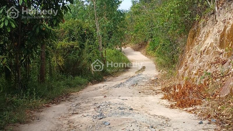 Cần bán rẩy xoài có suối, nằm trên hồ chà rang xã Ninh Hưng- Ninh Hoà. L.hệ chính chủ: 0905816178 - Ảnh 4