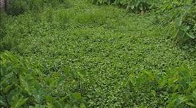 Bán gấp lô đất mặt đường chính vào Cúc Phương, Ninh Bình - Ảnh 2