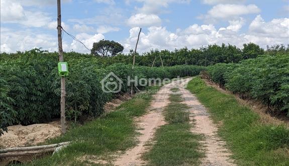 Đất cây hàng năm. Có sổ hồng riêng - Ảnh 1
