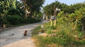 🔵 Bán Gấp Căn Nhà Vườn 14x44 (755m2) Tân An LaGi Giá Rẻ - Ảnh 2