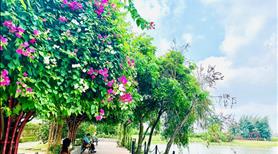 Bán Nhà phố Belhomes 75m2 - Ngay chân cầu Nguyễn Trãi chuẩn bị khởi công - Ảnh 8