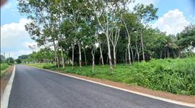 Đất CLN Chính Chủ giáp KCN tại Long Hòa, Dầu Tiếng, Bình Dương - Ảnh 5