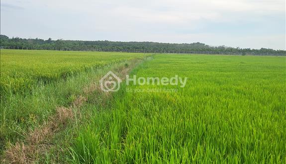 Chính chủ hơn 1 hecta - Quy hoạch full thổ cư. Cẩm Giang, Gò Dầu chỉ 2,8 tỷ hết đất - Ảnh 1