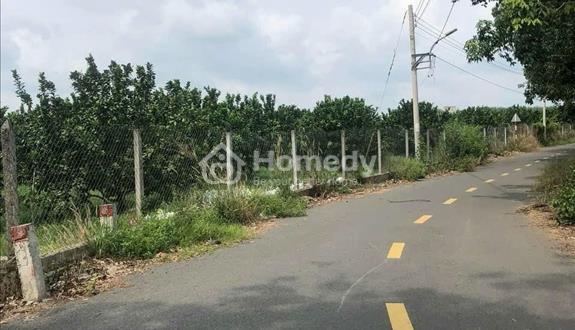 Vườn bưởi như hình Kcn bàu bàng 650tr đường nhựa 12m, sổ riêng - Ảnh 1
