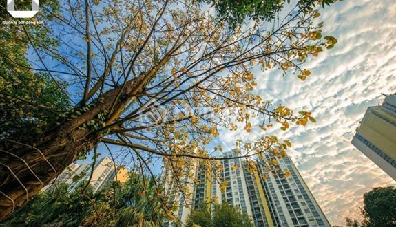Bán căn hộ 3 ngủ , 92m2, View Vườn Tùng - Chung cư Rừng cọ , KĐT Ecopark - Giá 3 tỷ 5xxx - Ảnh 1