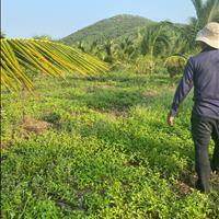 Chính chủ ngộp bán nhanh lô đất vườn gần DT6 trường tiểu Ninh Xuân Ninh Hoà