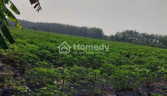 Chính chủ bán đất vườn lâu năm (8 tỷ / 1 mẫu ) có thổ cư - Ảnh 1