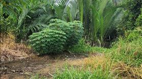 Bán đất thổ cư , gần trường học , uỷ ban , chợ trung tâm . - Ảnh 2