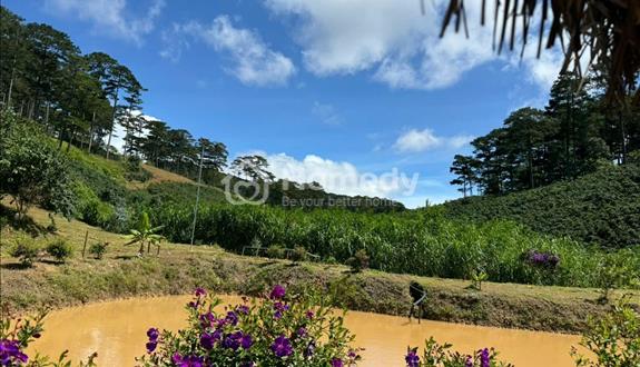 Bán gấp 4 héc ta Đất rộng view đẹp tại Xuân Thọ, Đà Lạt giá chỉ 20 tỷ - Ảnh 1