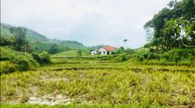 Bán đất nghỉ dưỡng 1ha tại Thanh Sơn, Phú Thọ - Ảnh 8