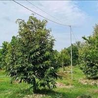 Bán lại lô đất vườn diện tích 2000m2 ở xã Minh Long huyện Chơn Thành,Bình Phước