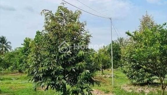 Bán lại lô đất vườn diện tích 2000m2 ở xã Minh Long huyện Chơn Thành,Bình Phước - Ảnh 1