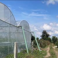  200tr có 1 sào đất đẹp Gia Lai huyện Chư Pãh (27x58)
