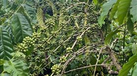  5,8 sào đất trồng càphê, tiêu tại xã Quảng Hiệp, huyện Cư M’gar, Đằk Lắk. - Ảnh 4