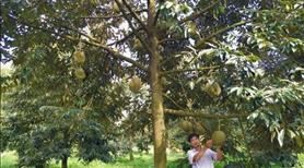250 triệu Đất Huyện Đồng Phú sát Đường tỉnh 753 coopmart Đồng Xoài Hướng đi Sân bay Long Thành - Ảnh 6