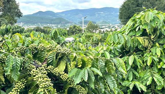 Đất nghỉ dưỡng ven Đà lạt khu Dân cư đường bêtông, view thung lũng  - Ảnh 1