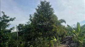 Chính chủ bán mảnh vườn cây ăn trái diện tích : 2200m2 ( có thổ cư) có nhà cấp 4 , Bình Dương - Ảnh 3