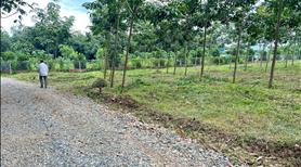 Bán 4 sào cao su non(56x78)=4.368M2 SHR đường 12m cách ql 200m Giá 265tr ,view sống ,sát trường chợ - Ảnh 3