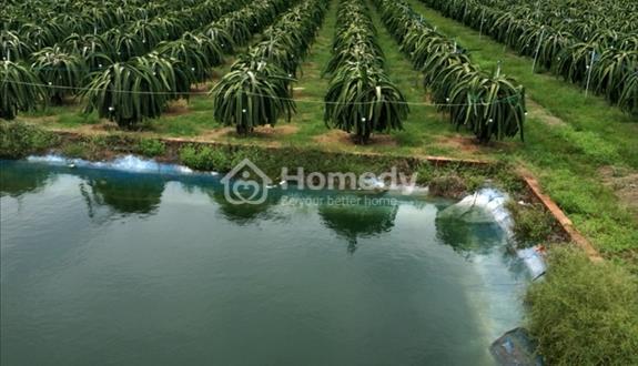 Cần bán 7000m đất phủ hồng thuộc tp phan thiết- chính chủ - Ảnh 1