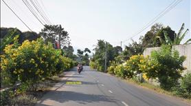 Đất Mặt Tiền Đường Nhựa Liên Huyện Bình Dương Giá Siêu Tốt 580tr Lô Kinh Doanh. - Ảnh 4
