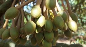 Đấy trồng cây ăn quả chủ yếu sầu riêng 9 năm tuổi chèn caffe - Ảnh 3