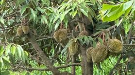 Bán gấp 7,7 sào sầu riêng đã cho thu mạnh ở thôn 1 Lộc Nam - Bảo Lâm giá 3,3 tỷ - Ảnh 3