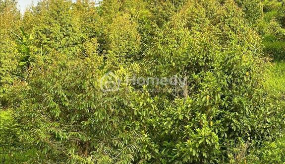 Bán gấp 7,7 sào sầu riêng đã cho thu mạnh ở thôn 1 Lộc Nam - Bảo Lâm giá 3,3 tỷ - Ảnh 1
