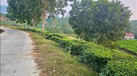 Bán trang trại 1,1ha sẵn nhà, chuồng trại, ao cá, đồi chè - Ảnh 2