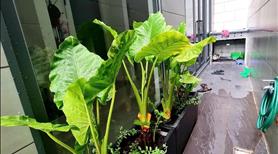 Bán nhà đường Xô Viết Nghệ Tĩnh, Phường 25, Bình Thạnh. - Ảnh 2