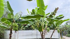 🌟 Bán Đất Vườn Huyện Thống Nhất – Không Gian Sống Bình Yên Cho Mọi Gia Đình - 800tr/1000m² - Ảnh 5