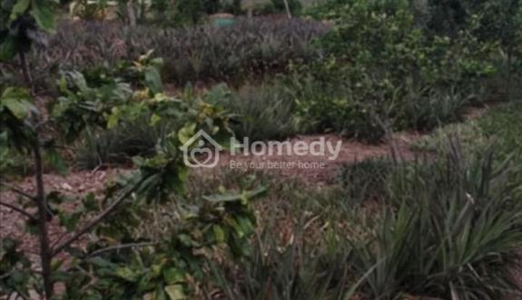 cần bán lô đất giá cả hợp lý sang tên nhanh chóng đất không chanh chấp  - Ảnh 1