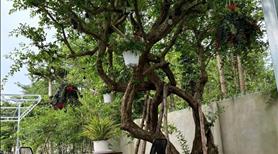 Nhà vườn 223m2, MT đường nhựa, SHR, Xã Tân Thông Hội, Giá 1 tỷ 150. - Ảnh 5