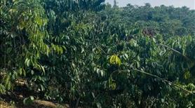 Cần bán 1,1 Hécta (11,000m2) Caphe tốt, có ao suối Lộc Phú giá 2,3 tỷ - Ảnh 4
