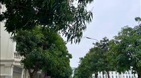 Bán căn liền kề hoa Hồng Vinhomes Star city Thanh Hóa giá siêu tốt 0973.969.059 - Ảnh 4