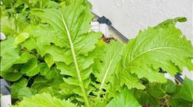 Bán căn hộ 2pn chung cư Le Grand Jardin Sài Đồng tặng kèm vườn tiểu cảnh gần 40m2  - Ảnh 5