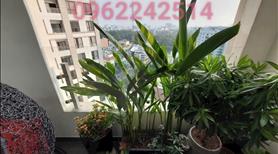 Cần bán căn góc Garden Gate 3phòng ngủ Phú Nhuận view thoáng, đã ký HĐMB - Ảnh 5