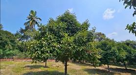 Đất vương Bình a dương chủ bán gấp để đi nhập cue nước ngoài - Ảnh 3