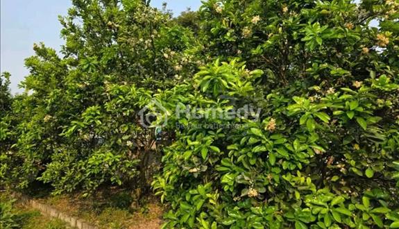 Bán Gấp Đất Vườn Tại Gia Kiệm – View Đồi Tuyệt Đẹp, Giá Chỉ 850 Triệu/Sào - Ảnh 1