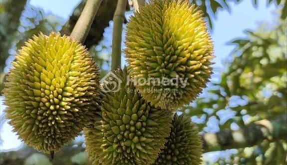 Sở Hữu Đất Vườn Nghỉ Dưỡng Tại Thống Nhất - Dầu Giây Chỉ Từ 800 Triệu/Sào - Ảnh 1