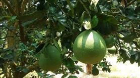 Bán Gấp Đất Vườn Tại Gia Kiệm – View Đồi Tuyệt Đẹp, Giá Chỉ 850 Triệu/Sào - Ảnh 7