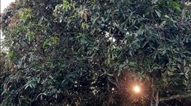 Bán 1.9ha đất mã đà view hồ trị an. Sổ xanh. Đường xe hơi - Ảnh 10