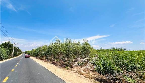 Bán 6.7 sào đất phạm thế hiển nd - tân bình - tx lagi chỉ 67 triệu/m ngang - Ảnh 1