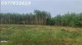 Bán 200m x 190m (3.8 ha) đường cù chính lan- tân bình - tx lagi giá ngộp 100tr/ m ngang - Ảnh 2
