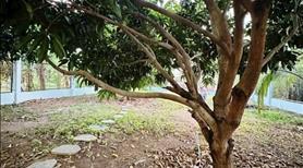 Nhượng lại Nhà Vườn nghỉ dưỡng Ngô Quang Thắm Long Thới Nhà Bè - Ảnh 11