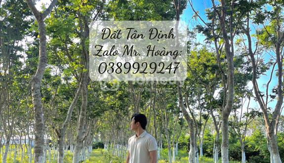 Tài Chính 1T thì nên đầu tư vào đâu, Đất Tân Định, Giáp Thủ Dầu ? - Ảnh 1