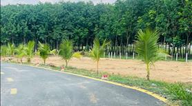 Chốt Liền Tay! Đất Vàng Tân Định, Bến Cát - Sổ Đỏ, Giá Sốc Nhất Khu!” - Ảnh 4
